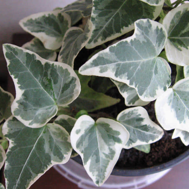 Hedera algeriensis