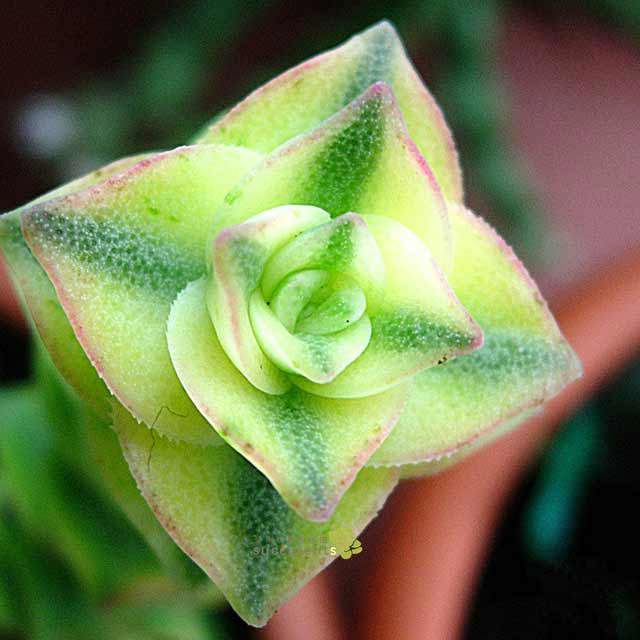 Crassula perforata variegata
