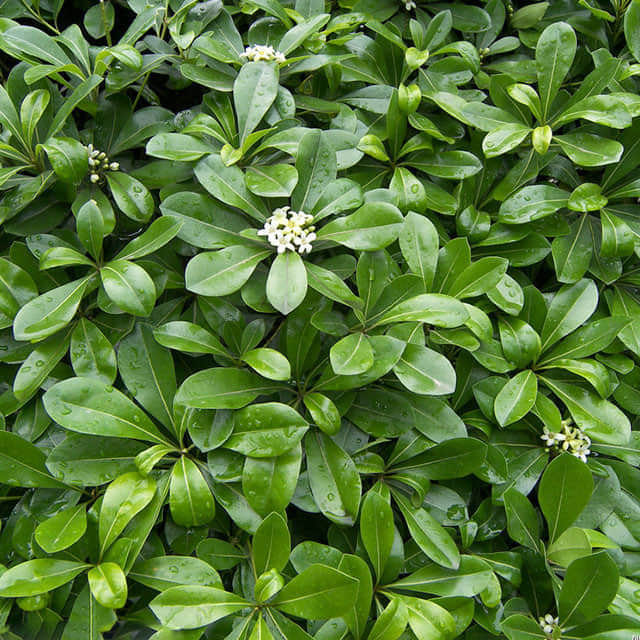 Ilex (Holly)