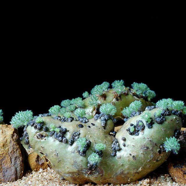 Monsonia peniculina