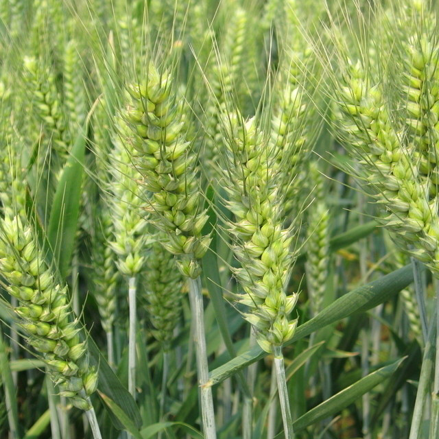 Triticum aestivum Macchie bianche cotonose