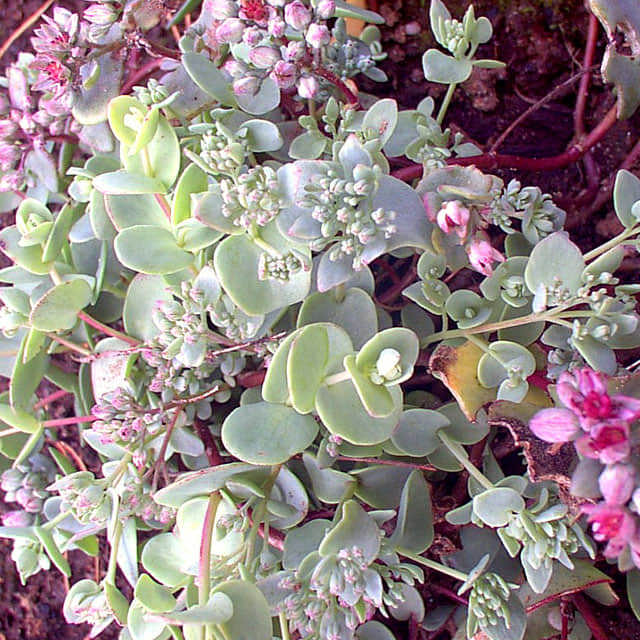 Hylotelephium ewersii