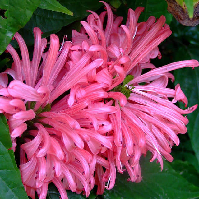 Jacobinia velutina