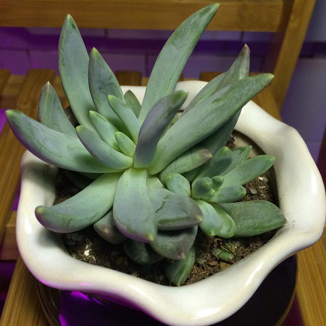 Pachyveria Glauca