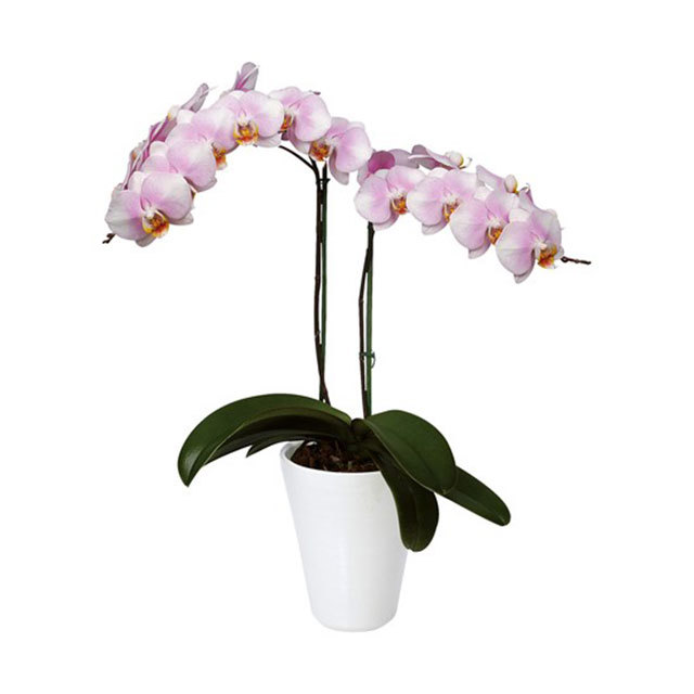 Phalaenopsis St. Louis