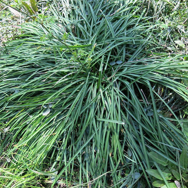 Liriope spicata