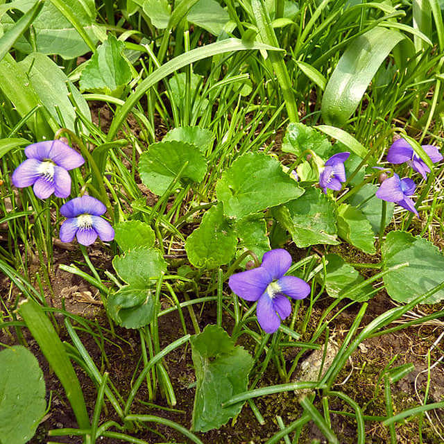 Viola sororia