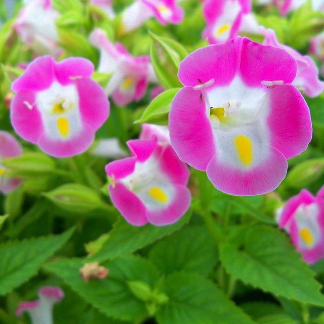 Torenia fournieri