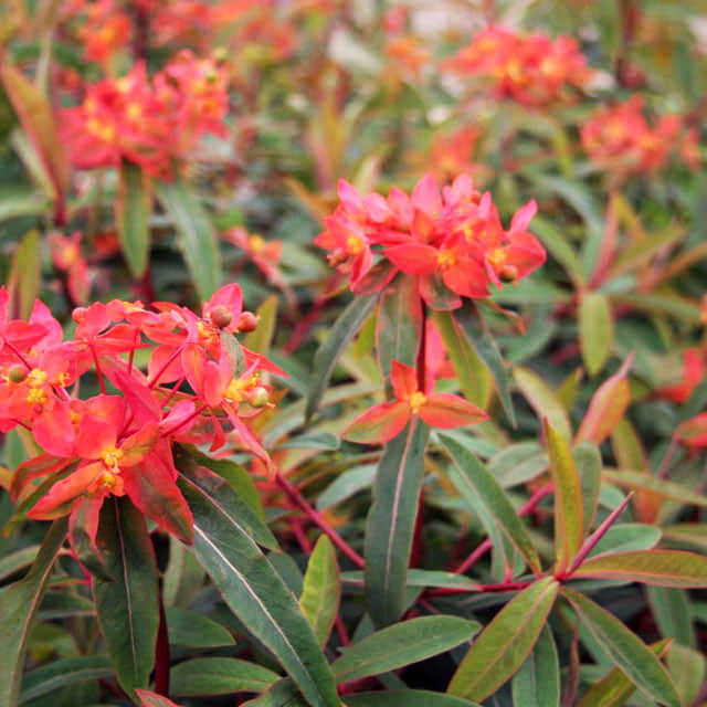 Euphorbia griffithii