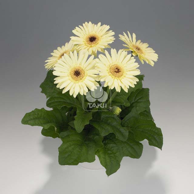 Gerbera jamesonii Vanilla 8097