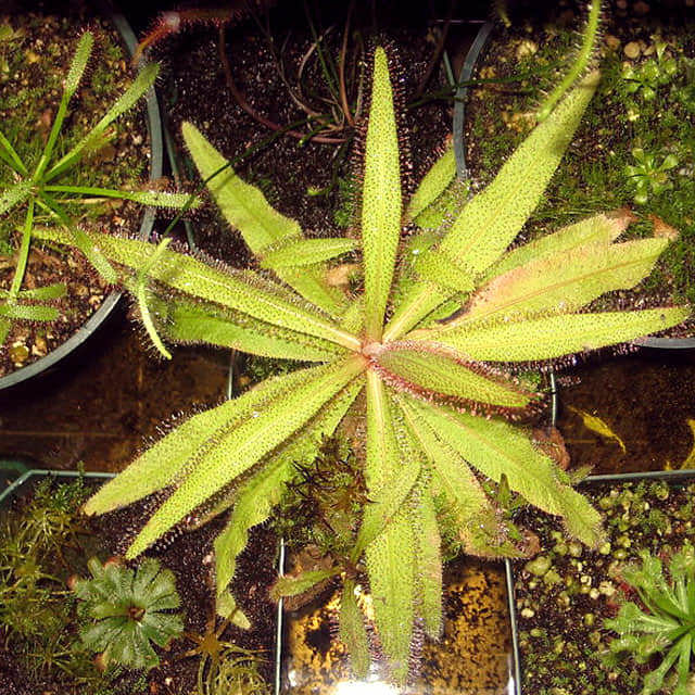 Drosera adelae