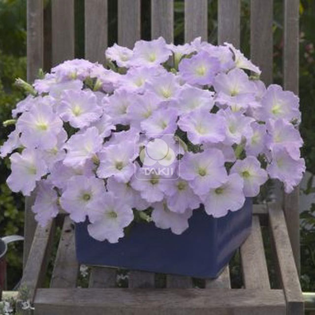 Petunia Trilogy F1 Lavender Pink Leggy Stems