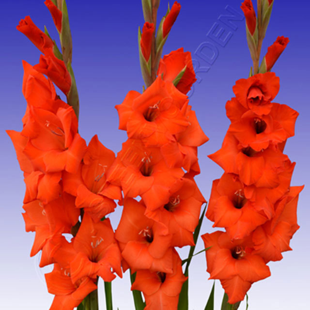 Gladiolus Carthago
