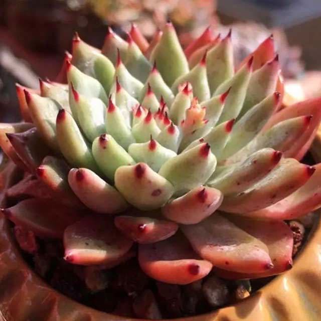 Echeveria cuspidata zaragozae Fine Webbing