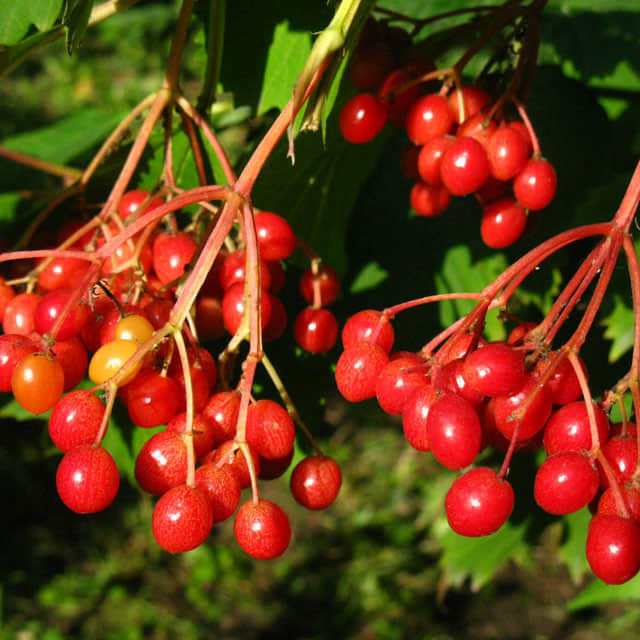 Sorbus