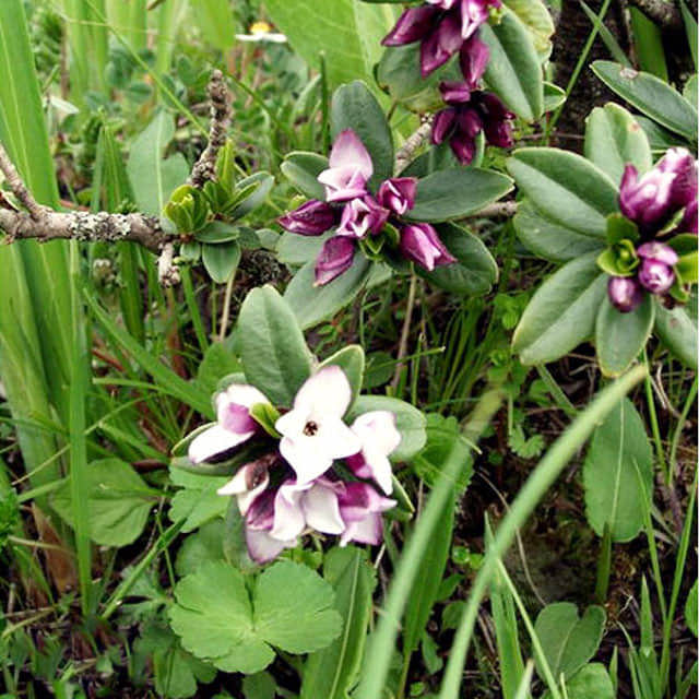 Daphne tangutica