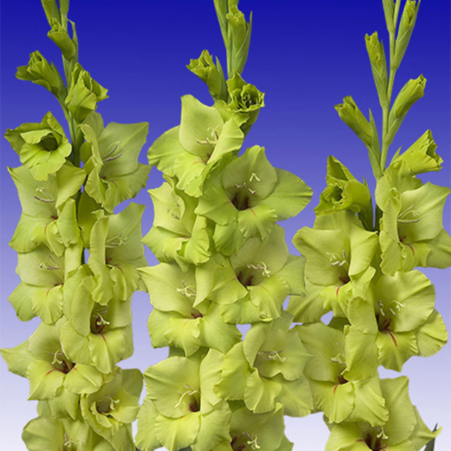 Gladiolus Prima Verde