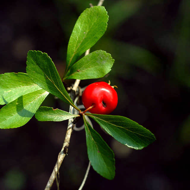 Crataegus aestivalis