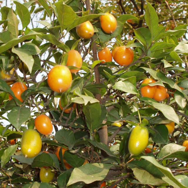 Diospyros rhombifolia