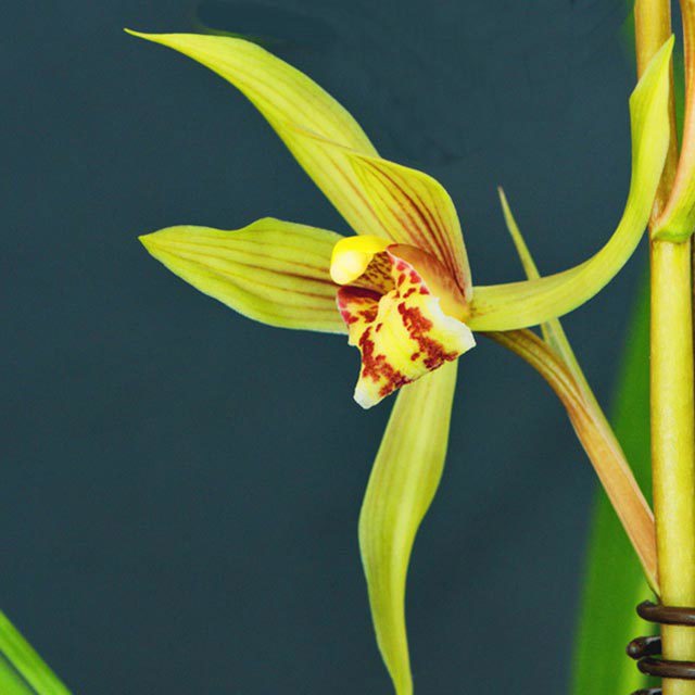 Cymbidium cyperifolium
