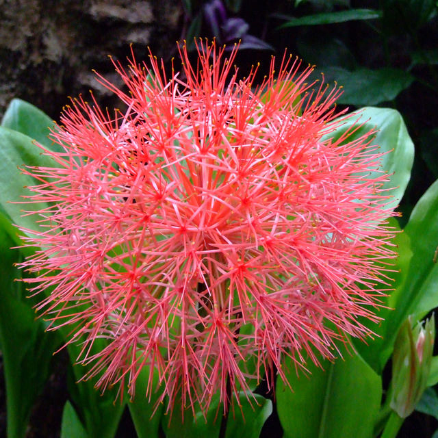 Haemanthus multiflorus