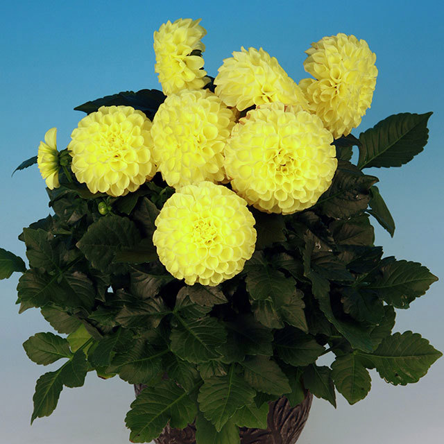 Dahlia Pebble Beach White Powder