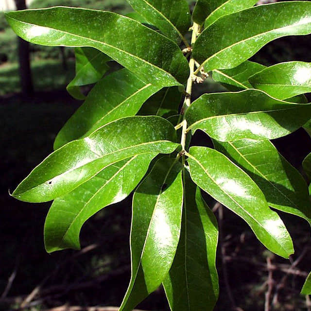 Quercus imbricaria