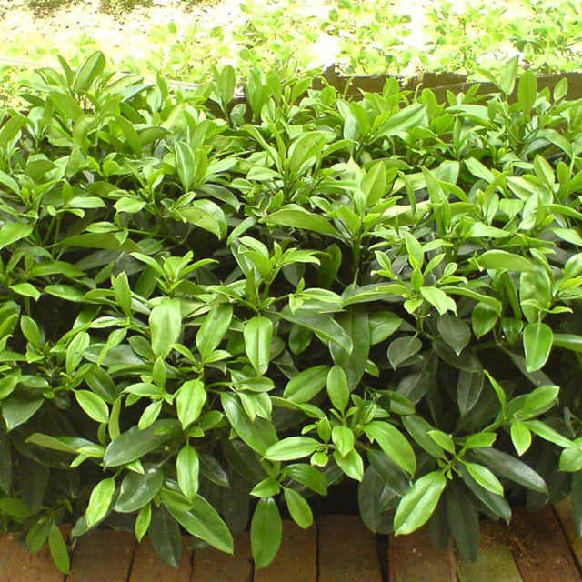 Fagraea ceilanica