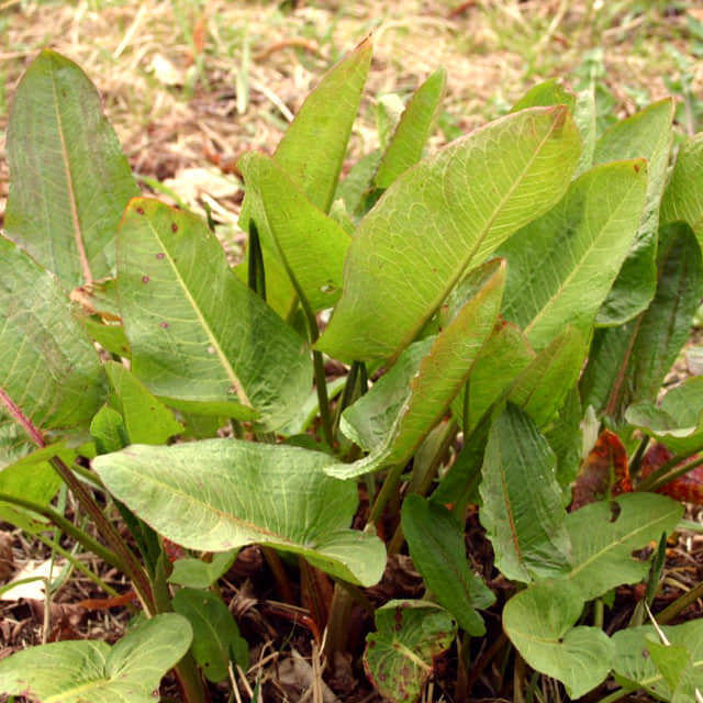 Rumex patientia