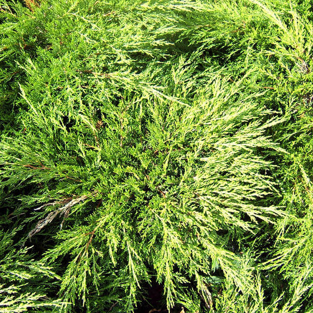 Juniperus sabina