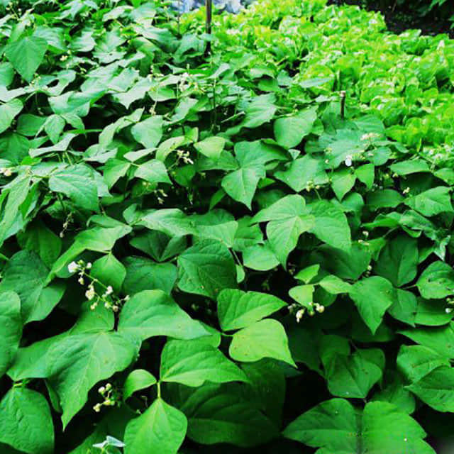 Phaseolus lunatus Sticky Leaves