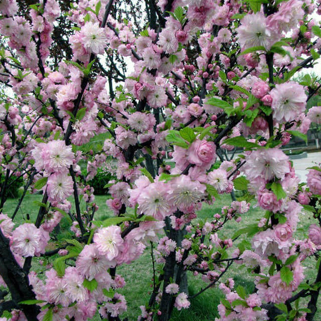 Prunus serrulata