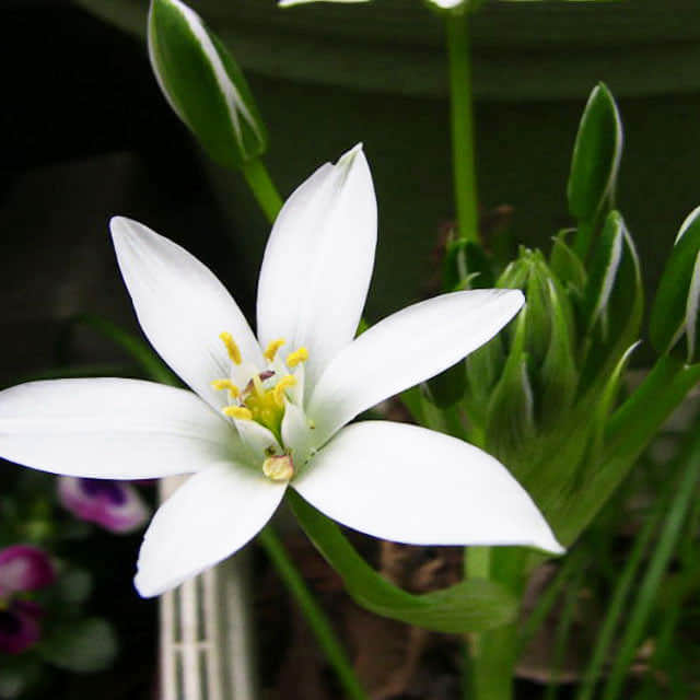 Ornithogalum umbellatum