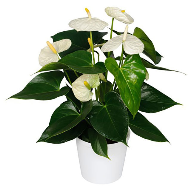 Anthurium andraeanum Montana