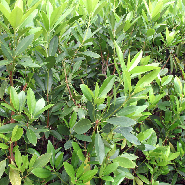 Illicium parviflorum