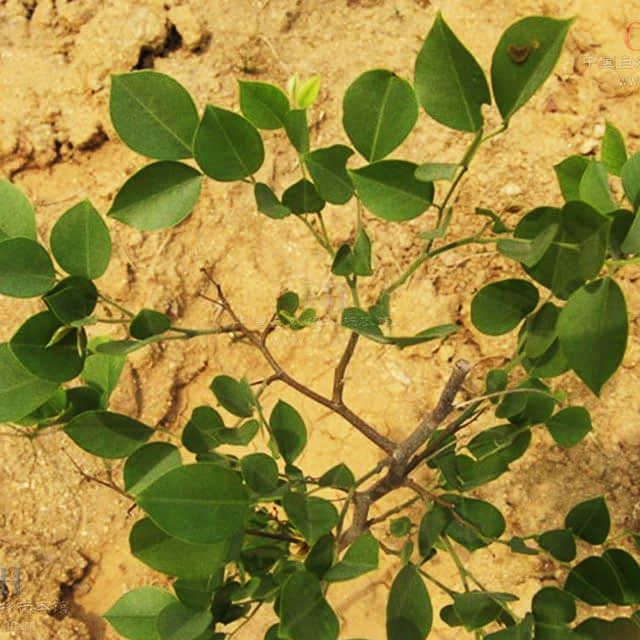 Dalbergia sissoo