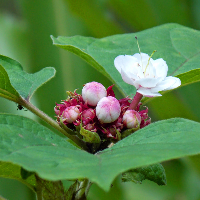 Clerodendrum philippinum simplex