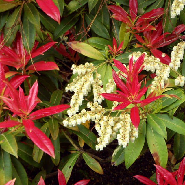 Pieris floribunda