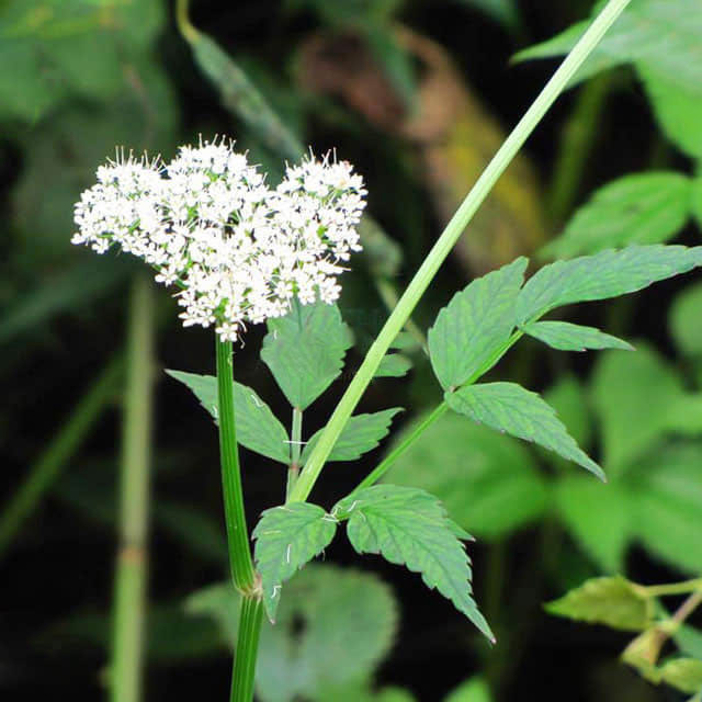 Pimpinella anisum