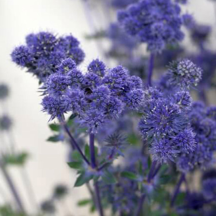 Eryngium Magical Purple Falls