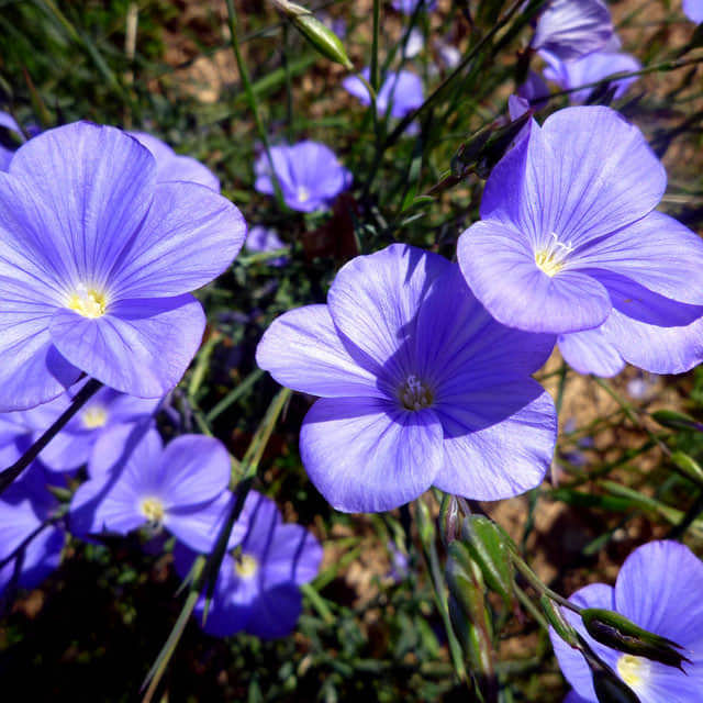 Linum narbonense