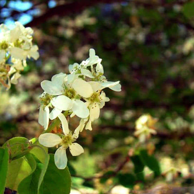 Amelanchier canadensis