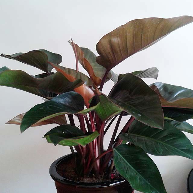 Philodendron x Wendimbe Imperial Red Foglie appiccicose