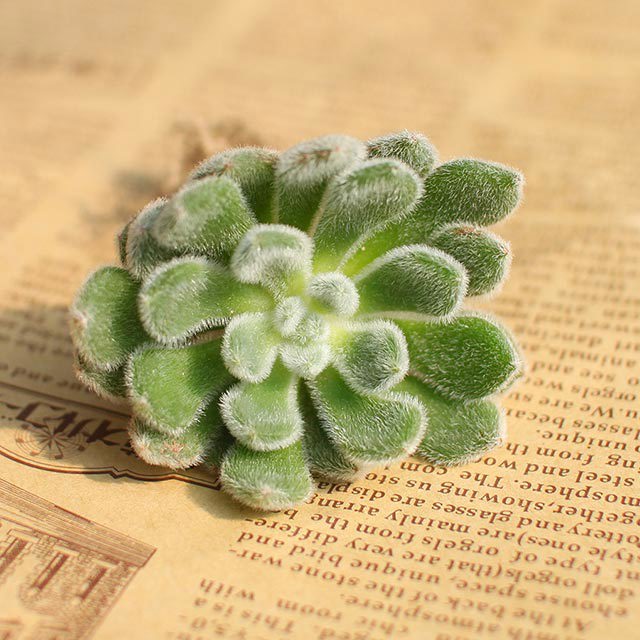 Echeveria setosa