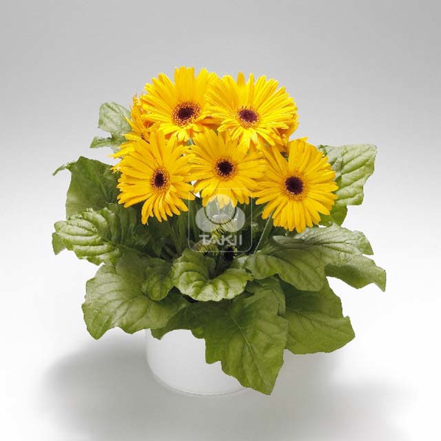 Gerbera jamesonii Golden Yellow 54 Sticky Leaves