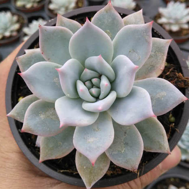 Echeveria Blue Bird