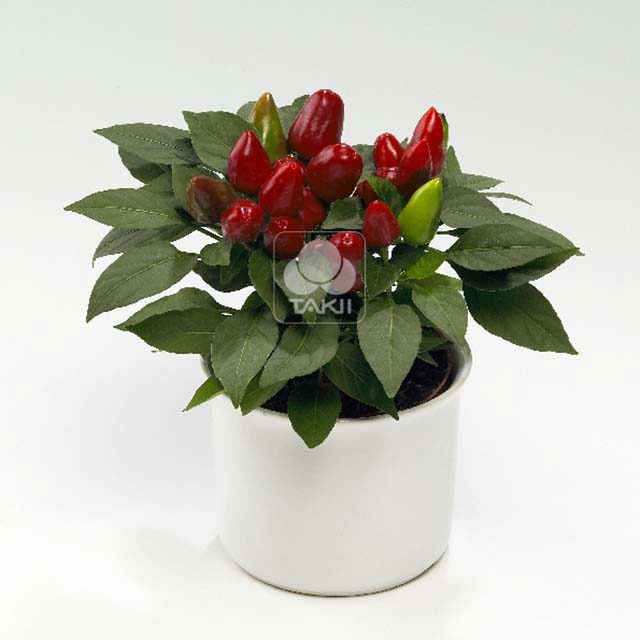 Capsicum Tango Red