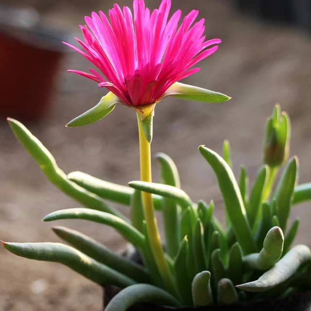 Cephalophyllum framesii