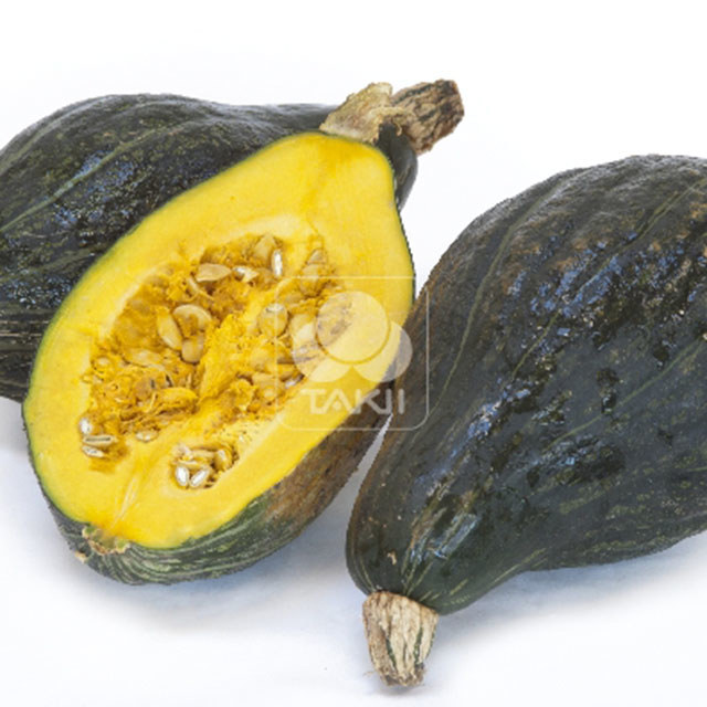 Cucurbita pepo TI 126 F1