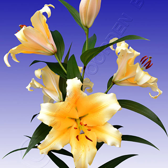Lilium OT Zirconia Sudden Leaf Drop